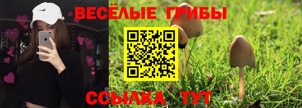 Сафоново  Галлюциногенные грибы Psilocybe  Вход с VPN 